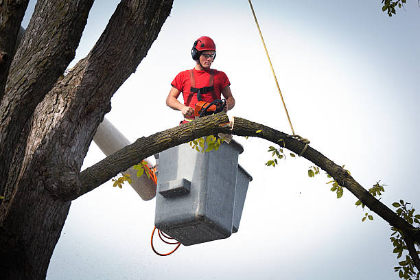 The Steps Involved in Our Tree Care Process in Olney, MD